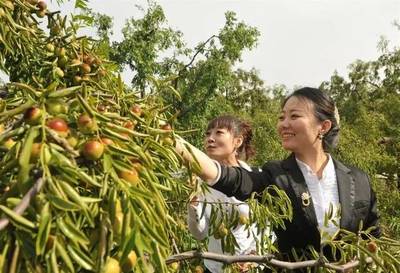 滄州2019中國農民豐收節暨黃驊冬棗節即將盛大開幕